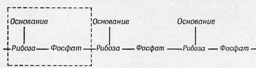 Рибонуклеиновая кислота представляет собой цепь из повторяющихся единиц сахара рибозы и фосфата Рибонуклеиновая кислота представляет собой цепь из повторяющихся единиц сахара рибозы и фосфата