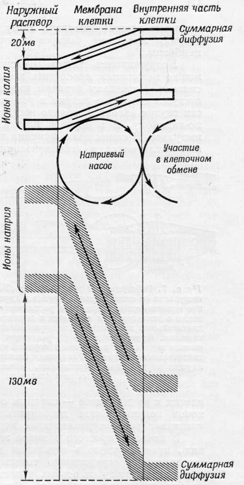 Действие метаболического насоса Действие метаболического насоса