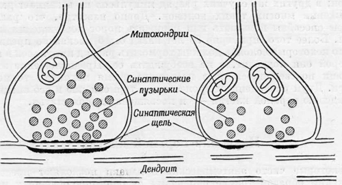 Роль синаптических бляшек Роль синаптических бляшек